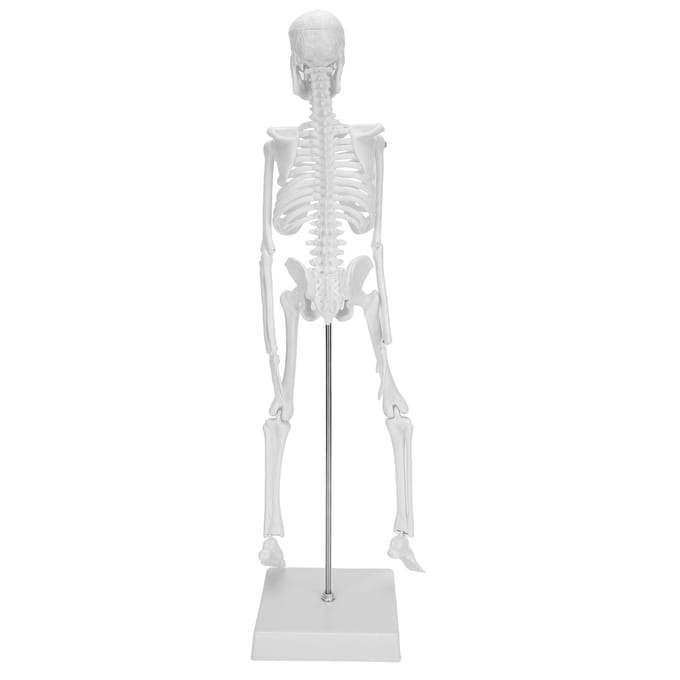 45 cm menselijk skelet model beweegbare ledematen anatomisch onderwijs leermodel wetenschapsbenodigdheden white