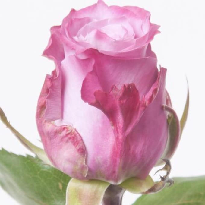 10x Rosa maritim 50cm
