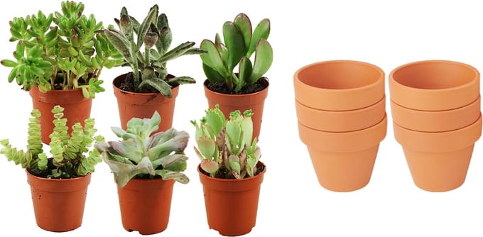 ZynesFlora - Mini Succulenten Mix - 6 Stuks - Ø 8,1 cm Terracotta Bloempotten - 5-10 cm