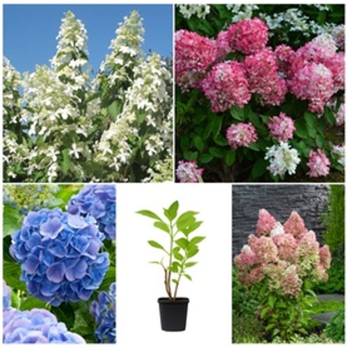 Set van XXL hortensia planten: 4
