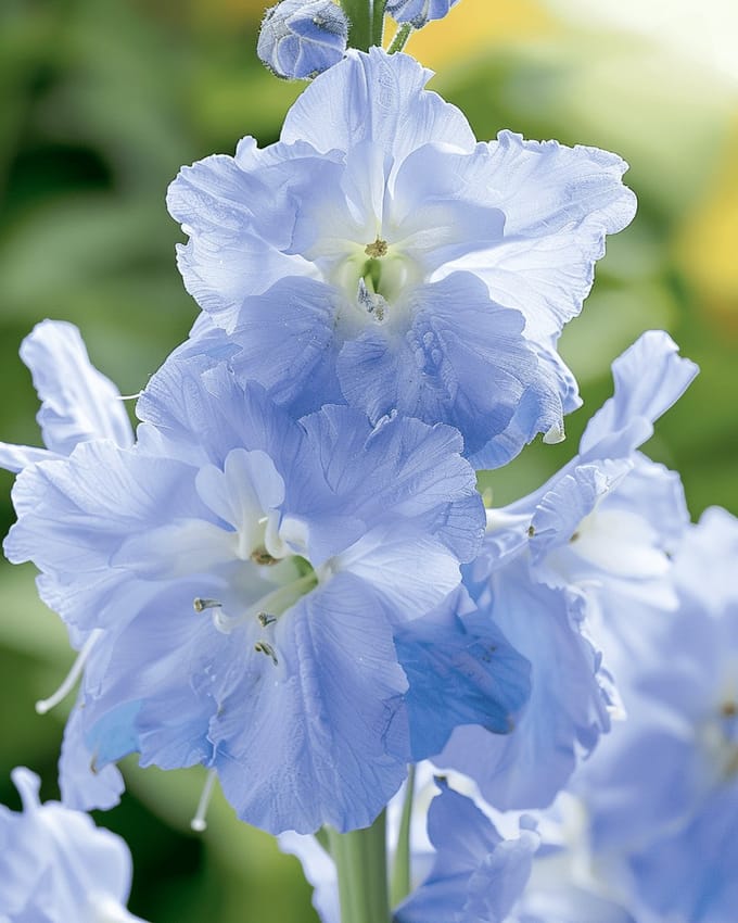 2 sets - Ridderspoor Zaden Summer Blues Delphinium Grandiflorum Eenjarig