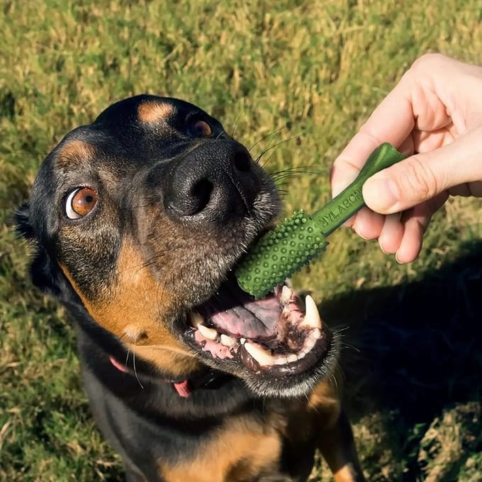 Pak van 20 hondenspeeltjes Nylabone Nutri Dent Small TU