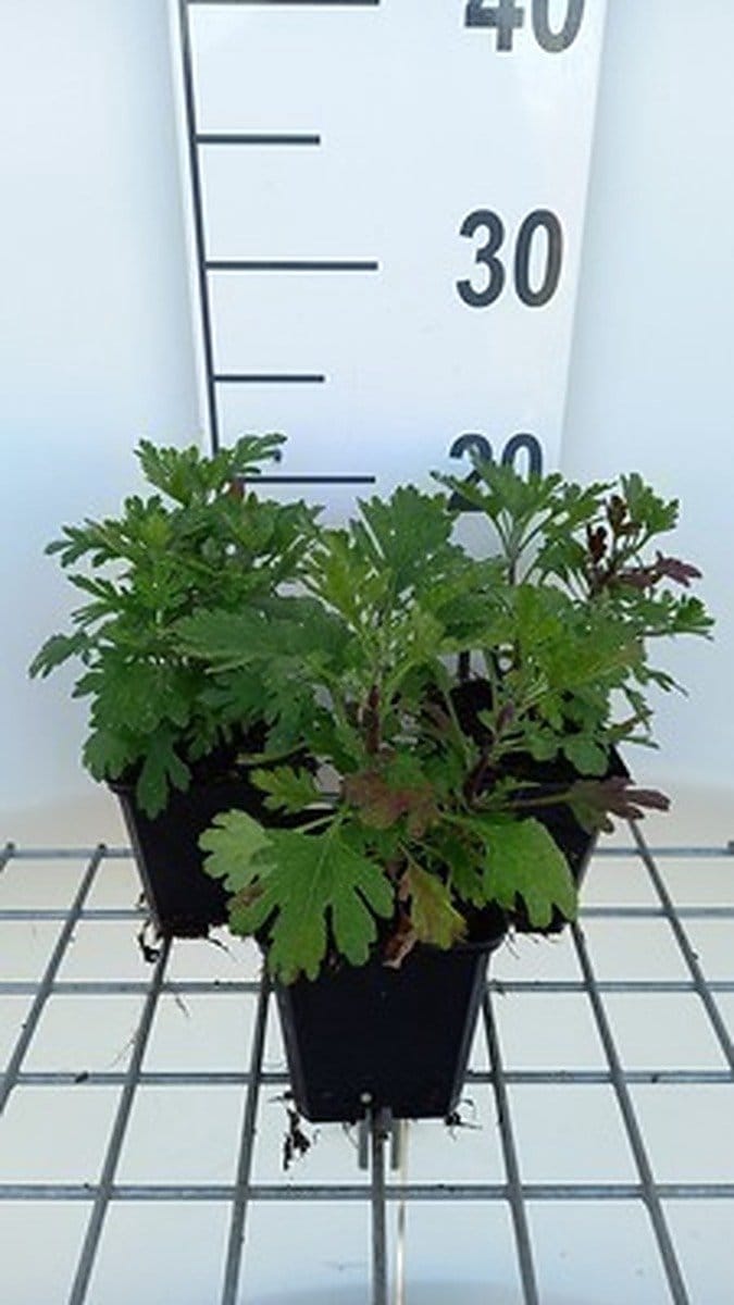 6x Chrysanthemum - Chrysanthemum (rub.) 'Duchess of Edinburgh' | 9x9 cm pot
