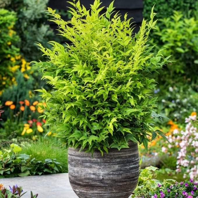 Plants Online BV - Planten - Set van 1 - Hemelse bamboe 'Magical Lemon & Lime'