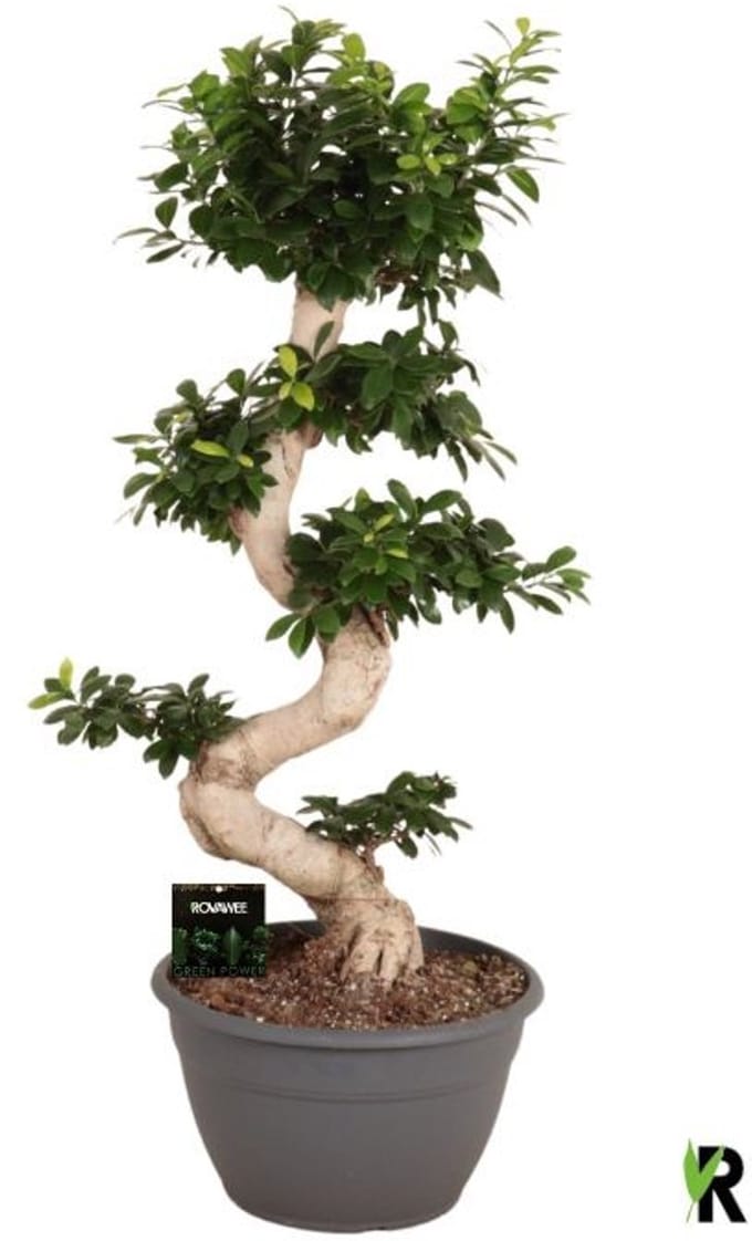 Ficus Microcarpa S-type 110 cm – Kamerplant – Vers Van De Kweker – Potmaat Ø35 cm