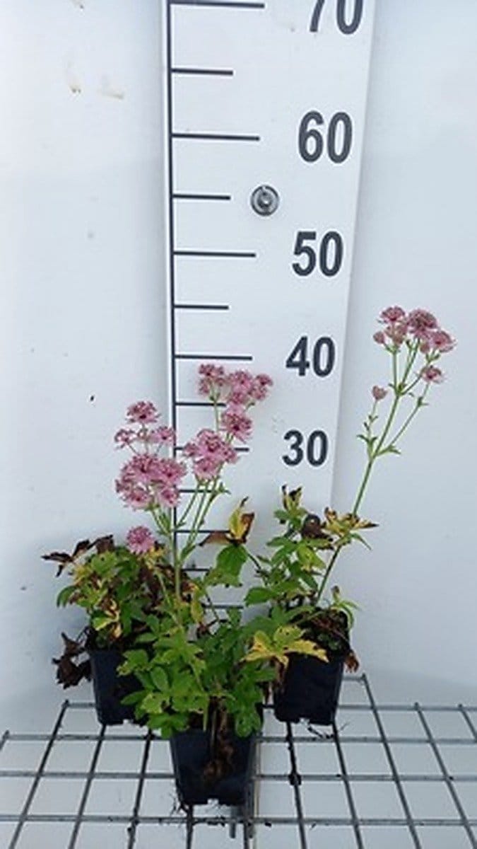 6x Zeeuws knoopje - Astrantia maj. 'Pink Pride' | 9x9 cm pot