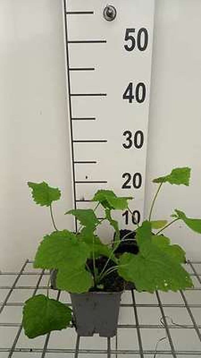 6x Lunaria - Lunaria rediviva | 9x9 cm pot