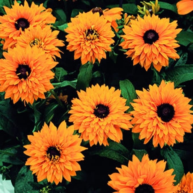 Rudbeckia Hirta Goldilocks