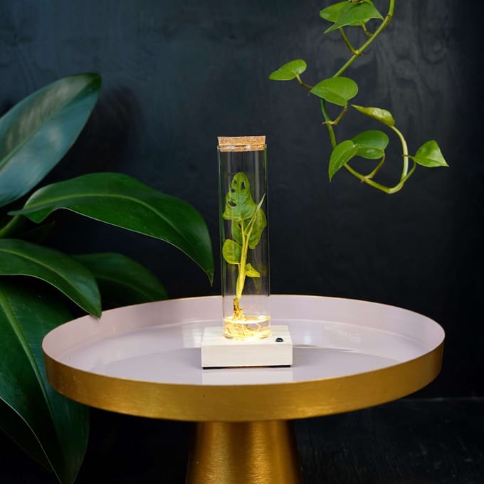 Tubes | plant in glas |Monstera Adansonii | incl LED |