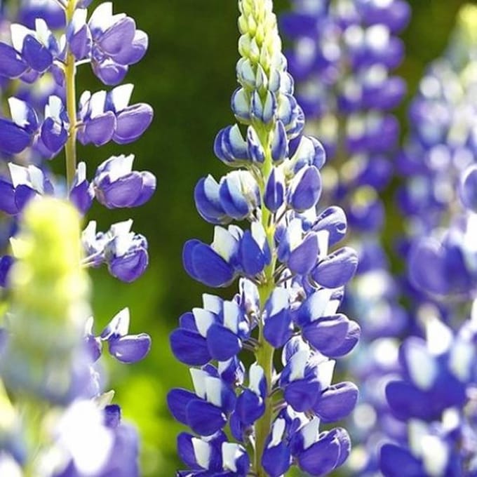 6 x Lupinus 'The Governor' - Lupine pot 9x9cm