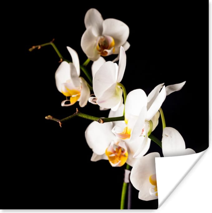 Poster Orchidee - Bloemen - Planten - Botanisch - 30x30 cm