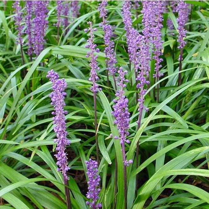 6x Leliegras - Liriope muscari - Pot 9x9cm