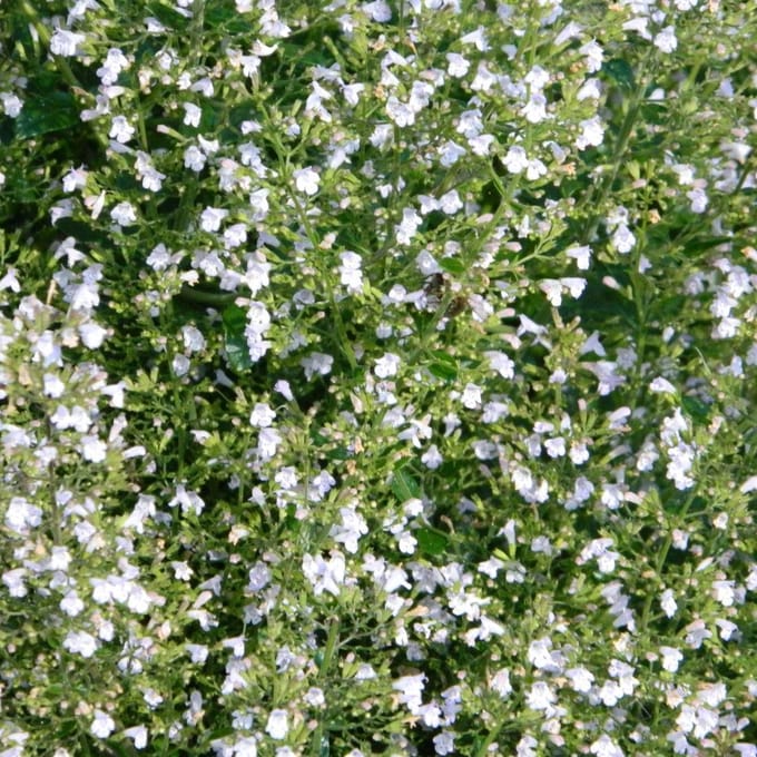 6 x Calamintha Nepeta 'White Cloud'  - Bergsteentijm pot 9x9cm