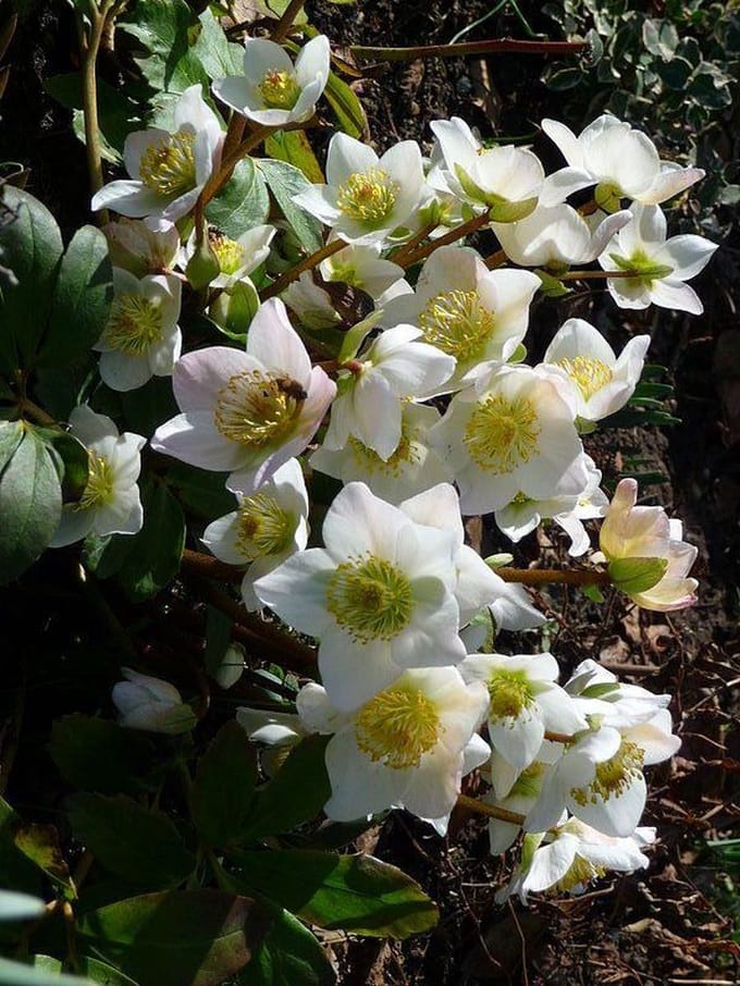 Helleborus Niger - Set van 12 - Kerstroos - Pot P9 - Witte Bloem - Wintergroen