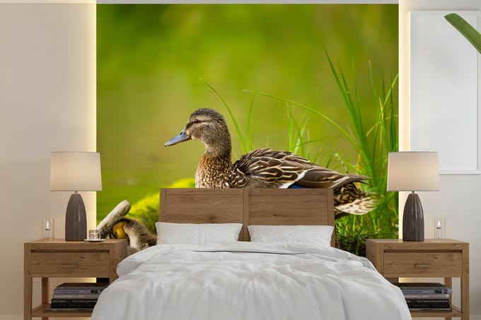 Behang - Fotobehang Eend - Vogels - Water - Tak - Mos - Breedte 220 cm x hoogte 220 cm