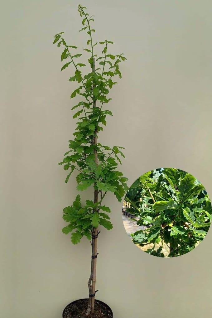 Jonge Zuilvormige Eikenboom | Quercus robur 'Fastigiate Koster' | 100-150cm hoogte