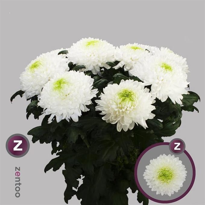 10x Chrysant magnum 70cm