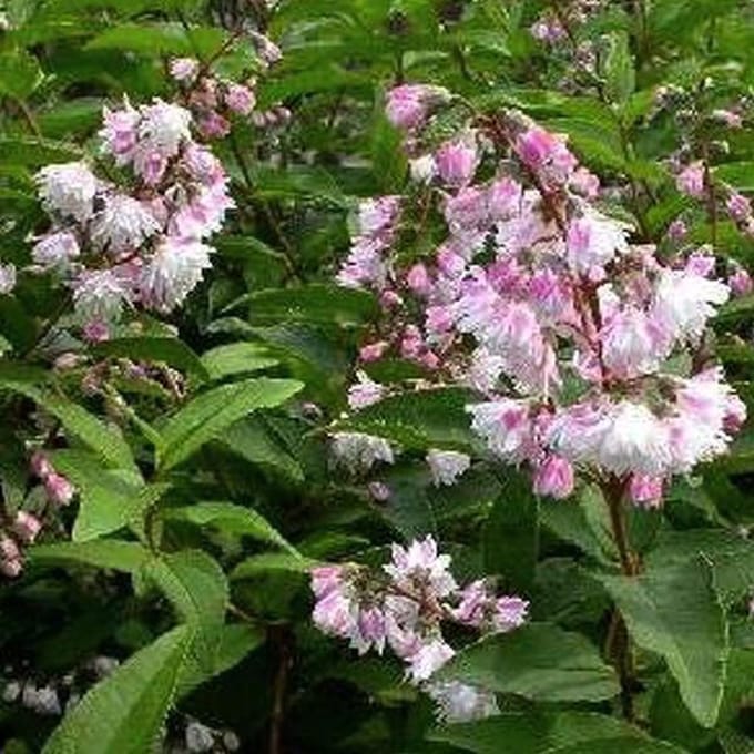 Deutzia Scabra 'Codsall Pink' - Bruidsbloem 40-60 cm pot