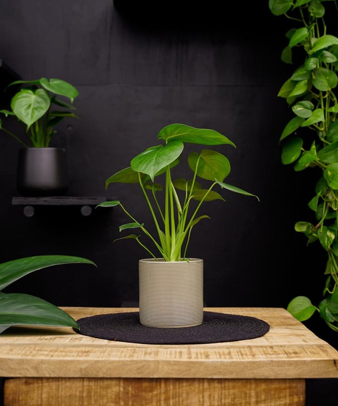 Monstera Deliciosa Tauerii | 35cm | met gebroken witte keramieken pot