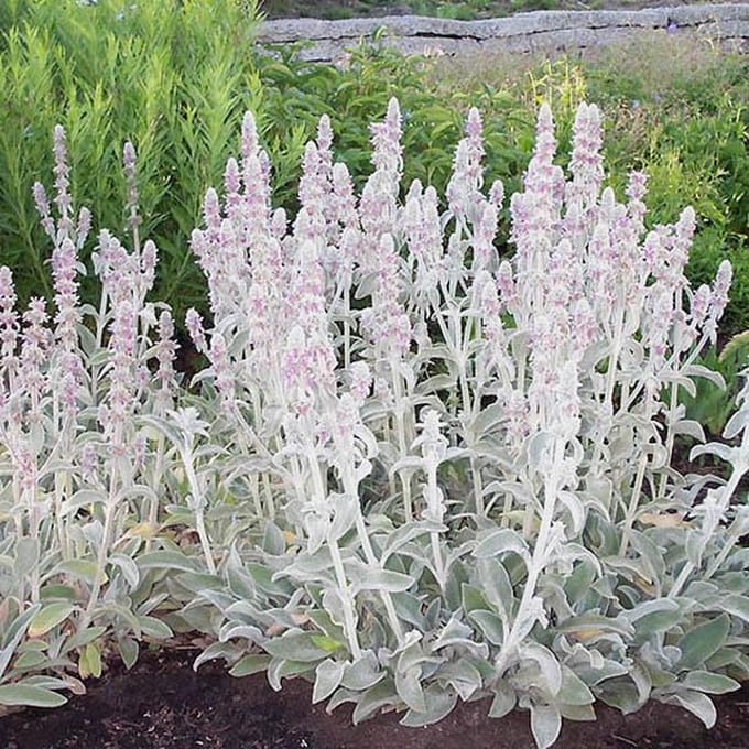 6 x Stachys Byzantina - Ezelsoren pot 9x9cm