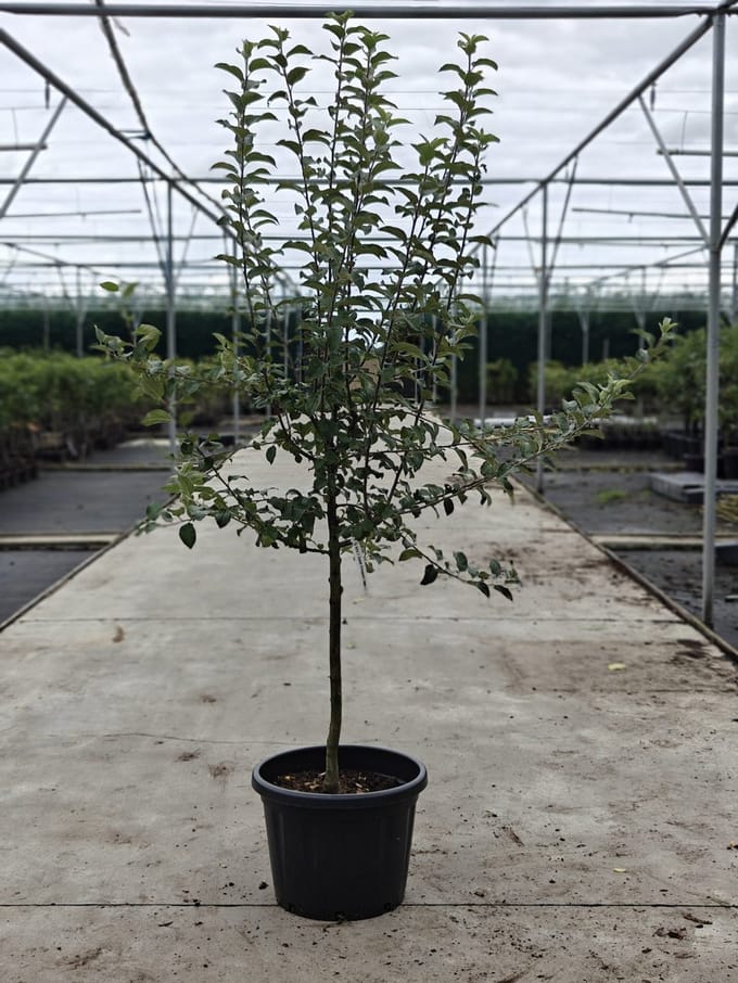 Malus domestica - Oude Appelboom 'Zoete Emgaard' - Onderstam M9- 45L pot - ca. 2m