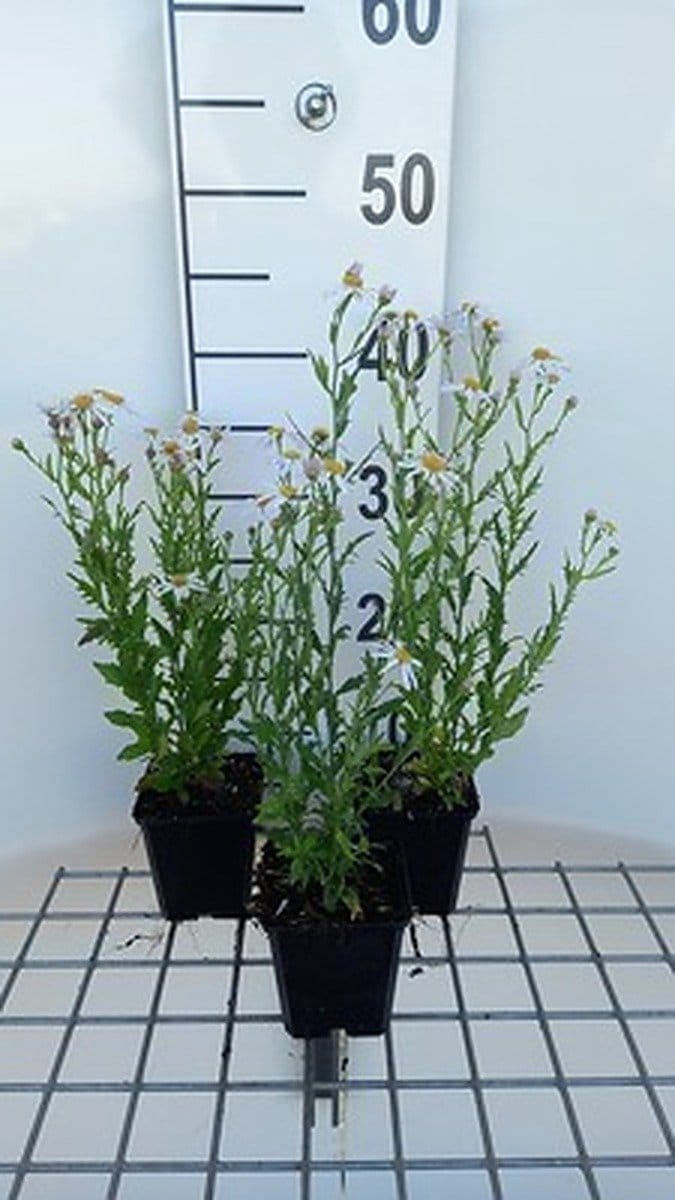 6x Zomeraster - Kalimeris mongolica 'Mon Jardin' | 9x9 cm pot