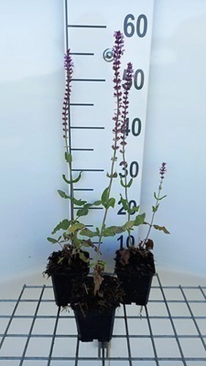 6x Struiksalie - Salvia nem. 'Amethyst' | 9x9 cm pot