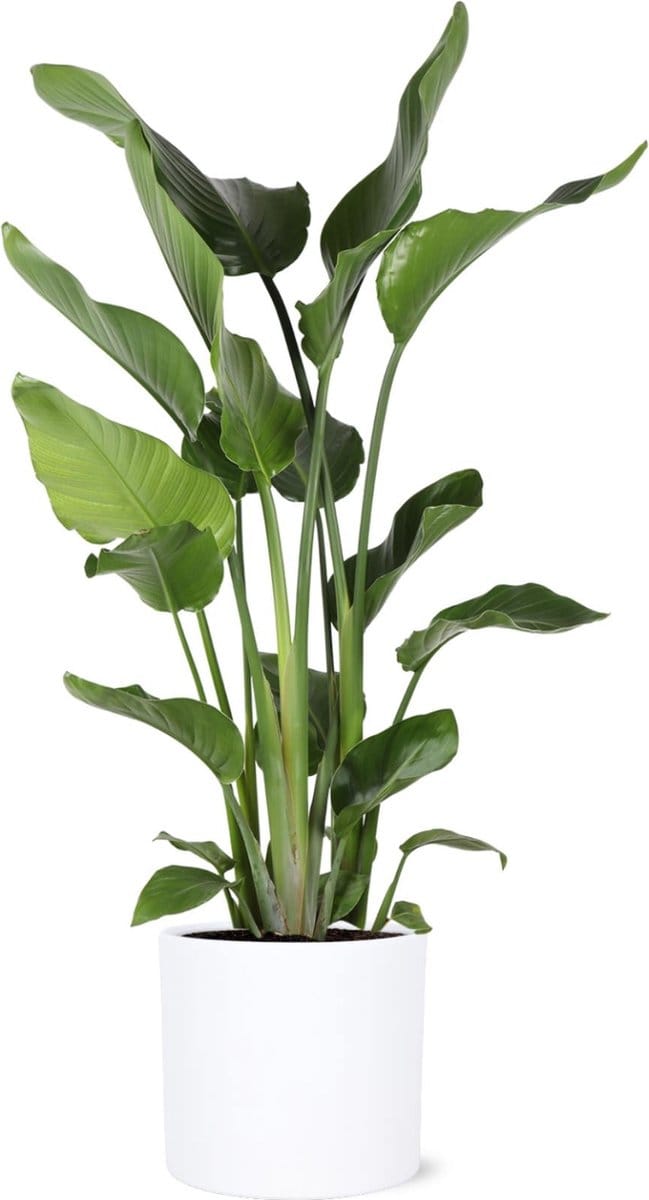 Green Harmony - Strelitzia Nicolia Ø24cm 120cm in Era WIT pot