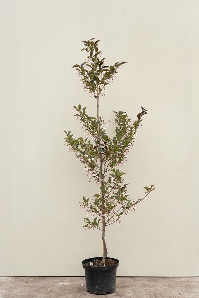 Jonge Storaxboom | Styrax japonicus 'Evening Light' | 100-150cm hoogte