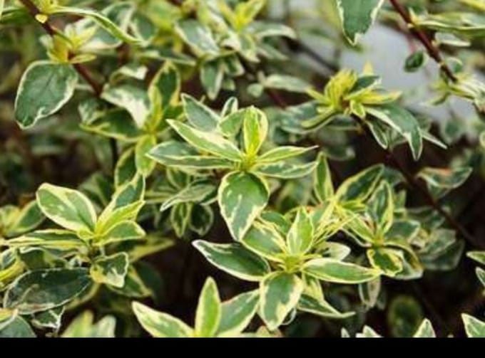 Abelia grand. 'Sparkling Silver'® - Abelia 50- 60 cm in pot