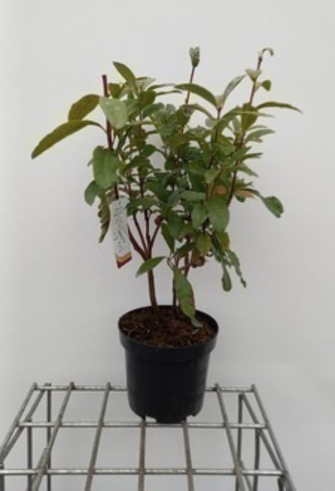 Azalea mollis - Gele tuinazalea 40- 50 cm in pot