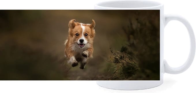 Beker - Welsch Corgi Pembroke Hond