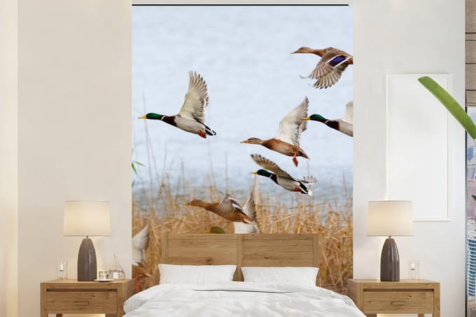 Behang - Fotobehang Eend - Vogel - Riet - Water - Eenden - Breedte 170 cm x hoogte 260 cm