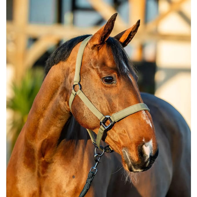 Halster en touwset voor paarden Horseware Amigo