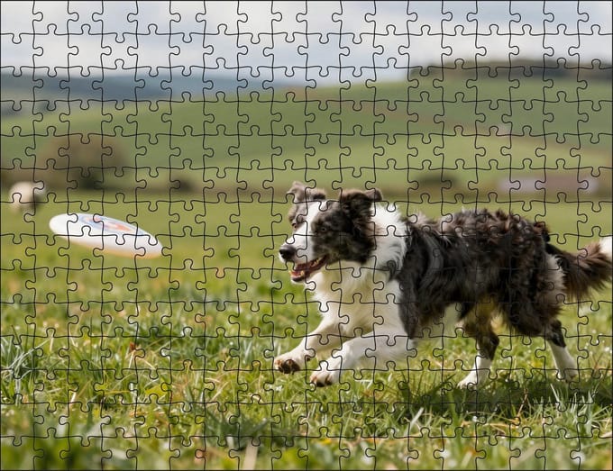 Puzzel Border Collie met frisbee | 252 stukjes | Dierenpuzzel | Hondenpuzzel