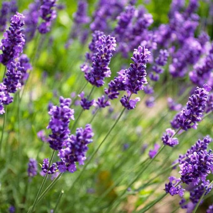 Geurolie - Lavendel - 10 ml