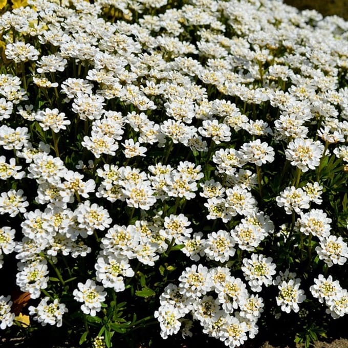 6x Iberis sempervirens 'Fischbeck' Pot 9x9cm - Prachtige bodembedekker voor de tuin