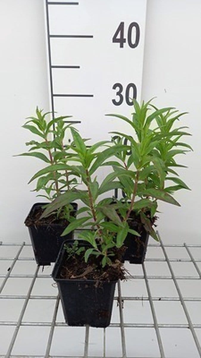 6x Schildpadbloem - Penstemon hybr. 'Sour Grapes' | 9x9 cm pot