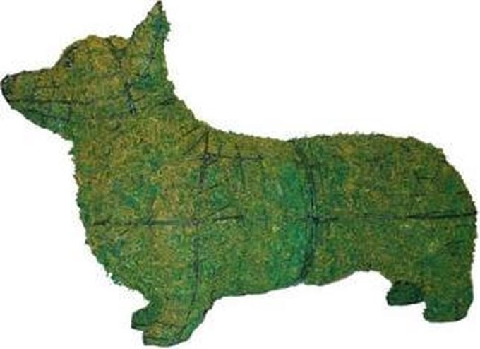 Hond Corgi - Mos
