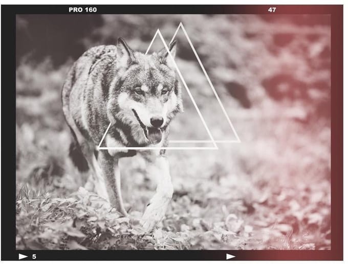 Fotobehang - wolf - photo.