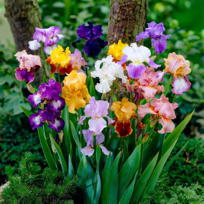Iris Bloembollen Winterhard - Germanica - 5 stuks - Meerkleurig - Bloem bollen - Meerjarig Mix