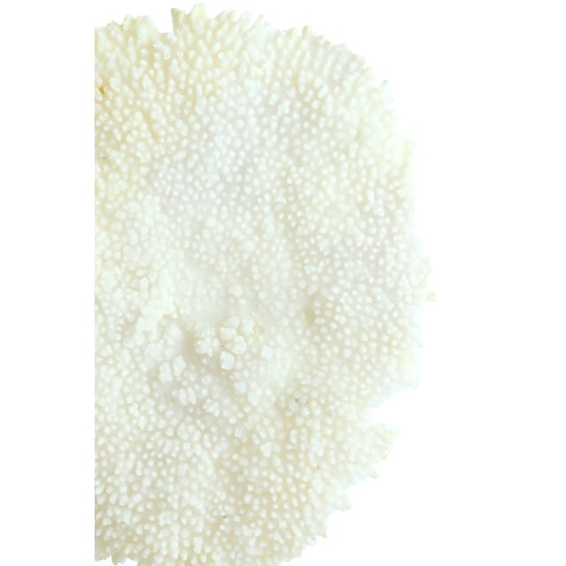 Light & Living - Ornament CORAL - 46x20x69cm - Wit