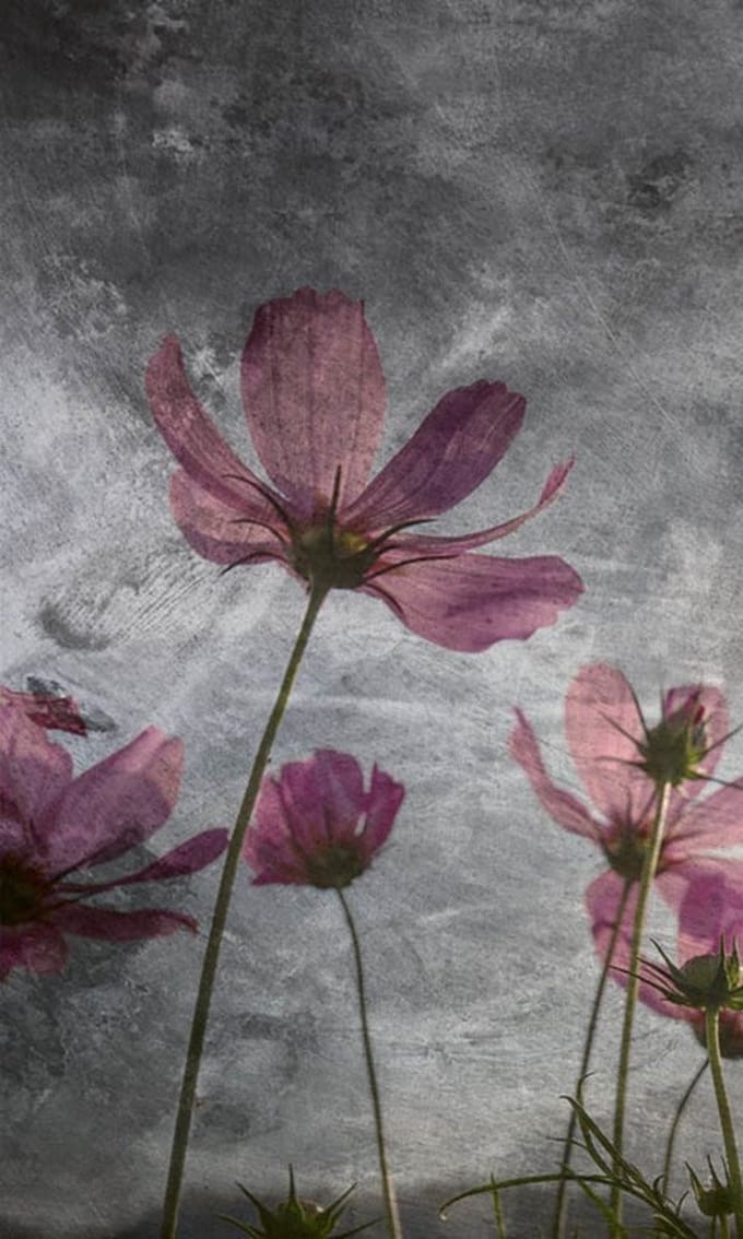 Fotobehang - Violet Flower Abstract 150x250cm - Vliesbehang