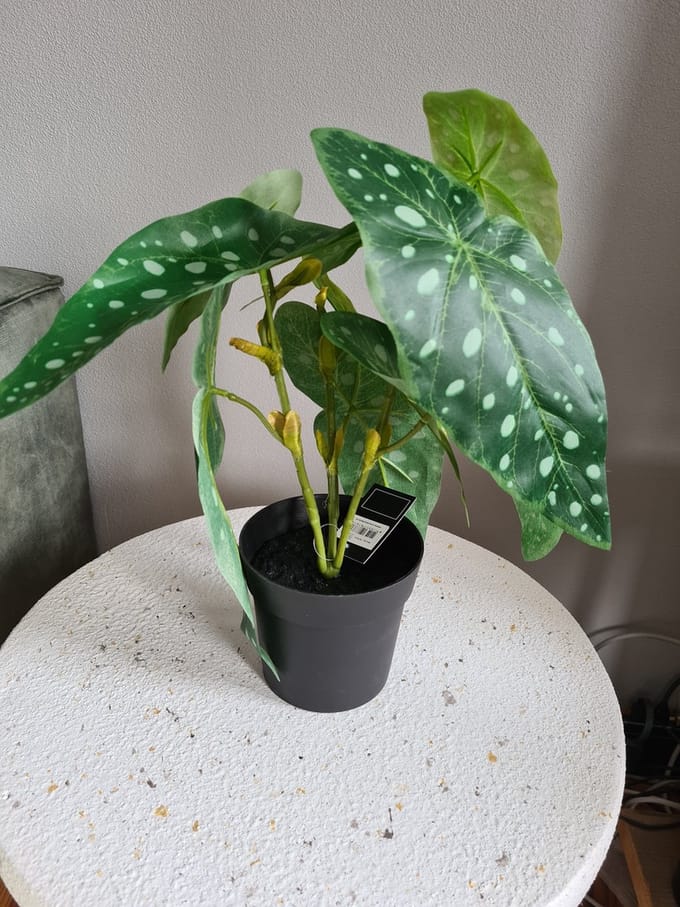 bladbegonia-zijde plant-countryfield-35cm