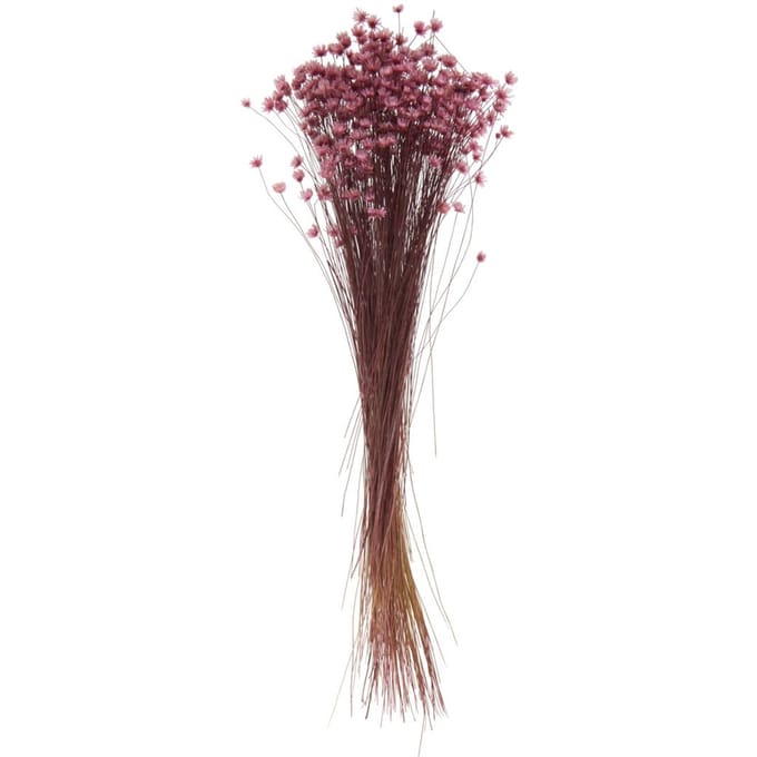 Glixia roze