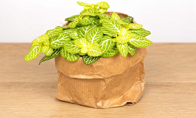 Fittonia Joly Lemon - Wit/groen (Fluor) - Mozaiekplantje