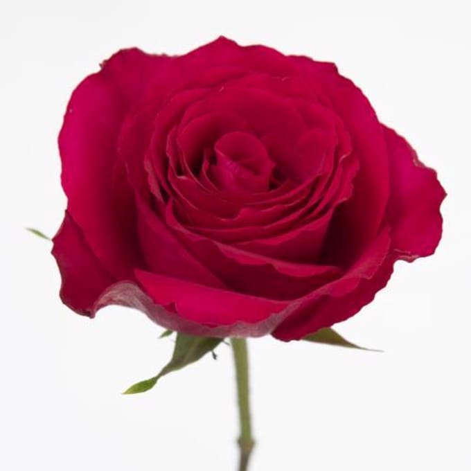 20x Rosa madam cerise 60cm