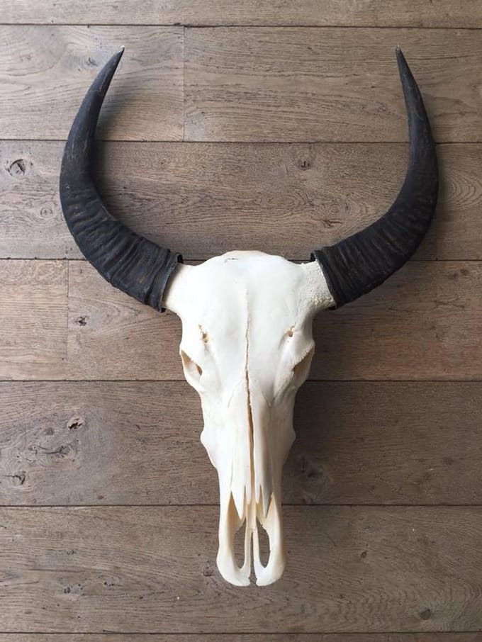 Skull echt buffel