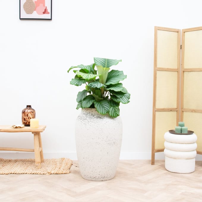 Calathea Orbifolia - 70cm