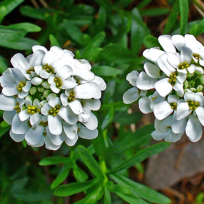 6 x Iberis Sempervirens - Scheefkelk pot 9x9cm